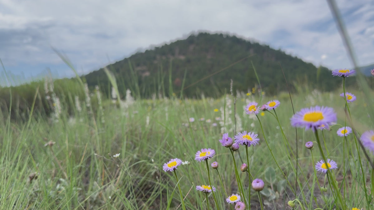 A meadow of purple wildflowers and tall grass, with a wooded hill rising behind it